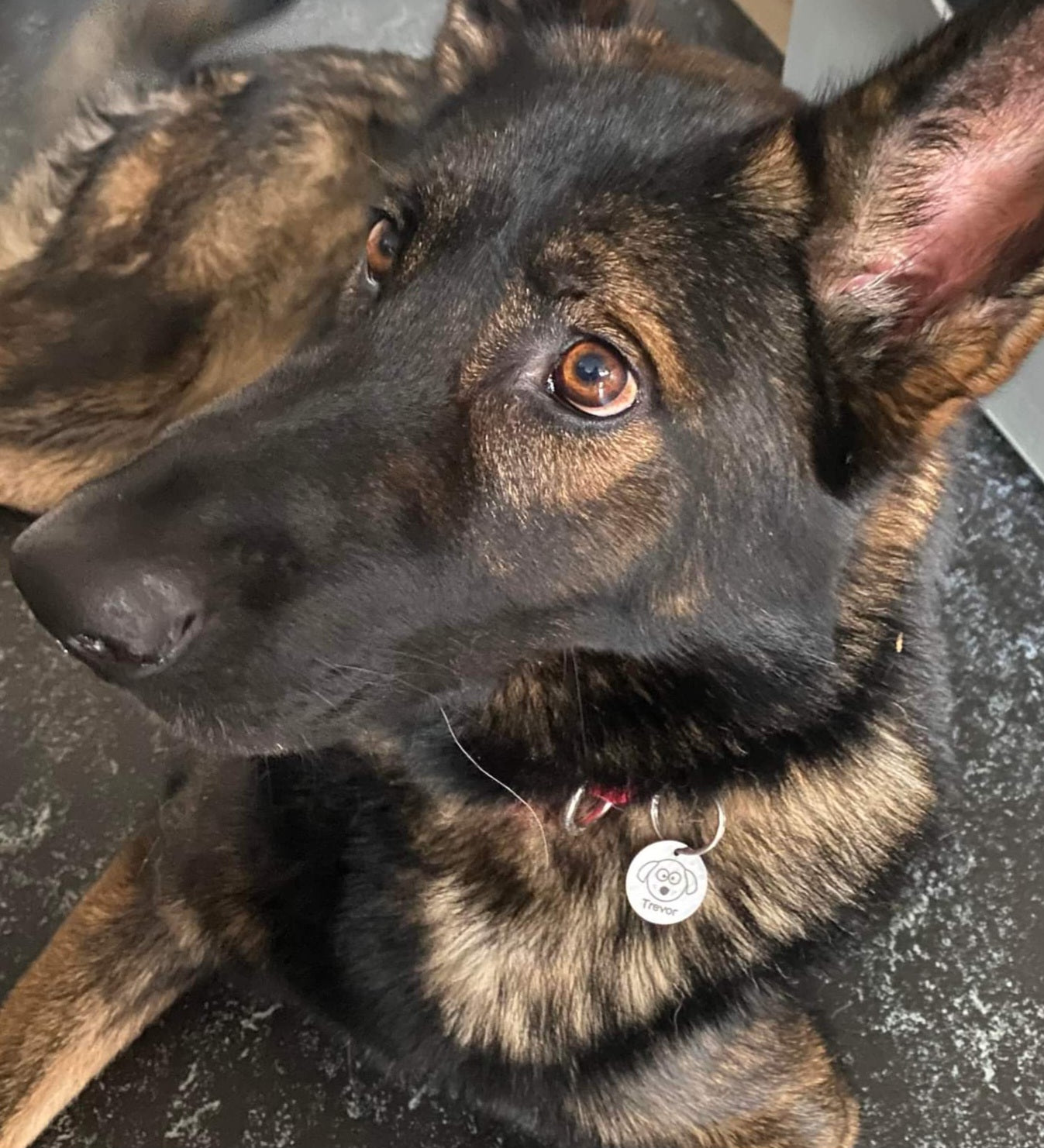 20mm Engraved Stainless Steel "Goofy" Dog Tag / ID Disc